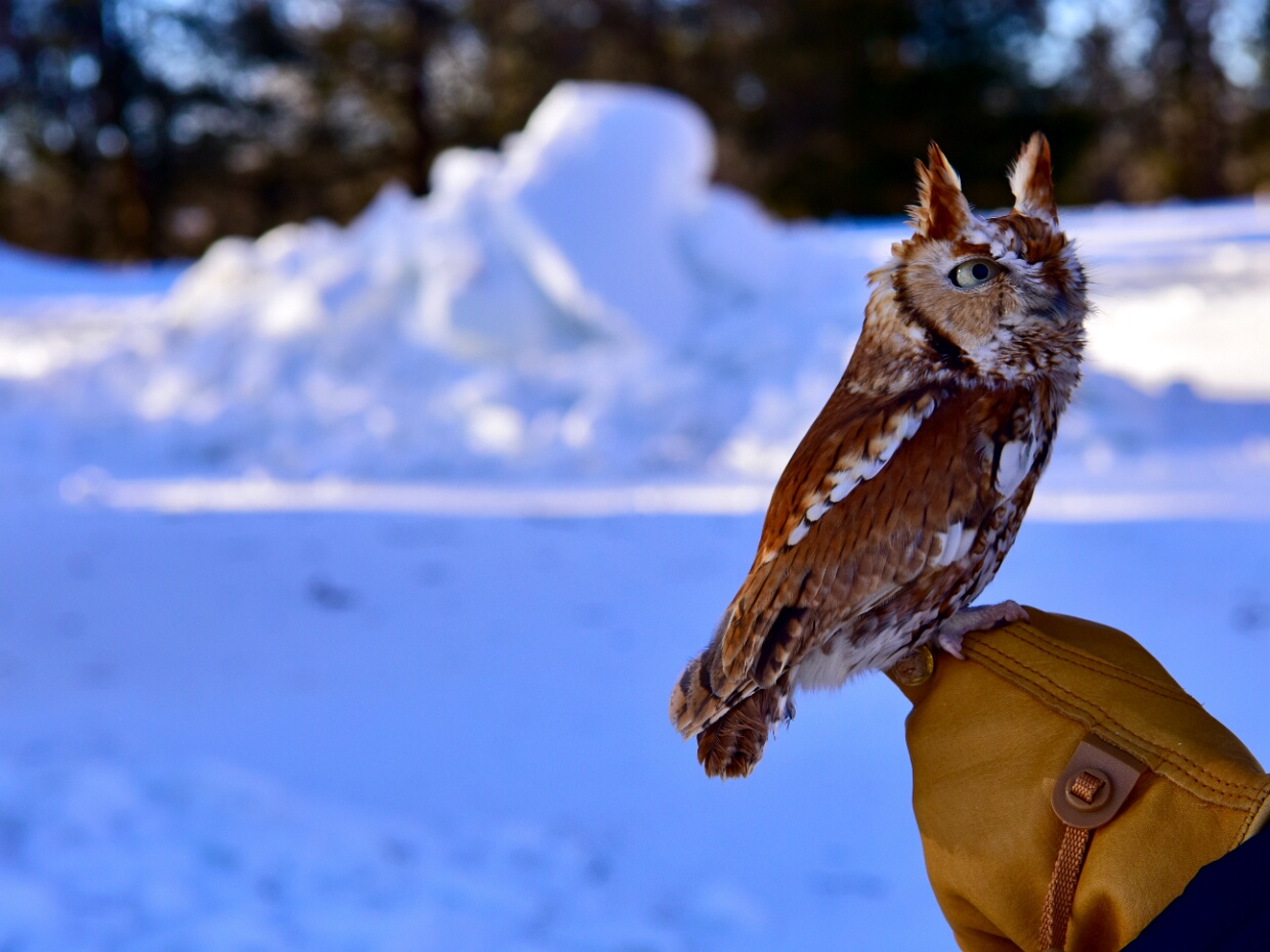 Monty the Eastern Screech-Owl
